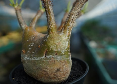 パキポディウム　グラキリス　 Pachypodium Gracilius  No.2