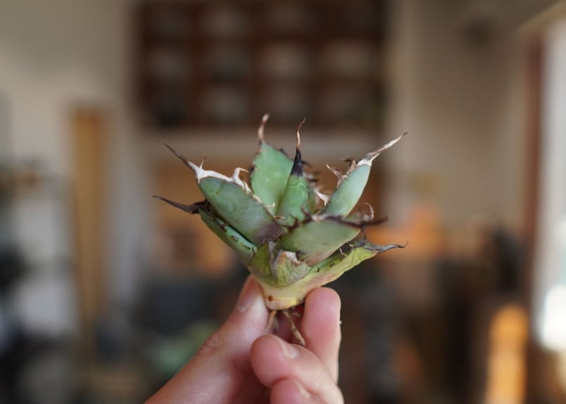 アガベチタノタ　ハデス　陽炎　Agave titanota HADES 斑入り アガベチタノタ ハデス 陽炎 Agave titanota HADES 斑入り アガベ