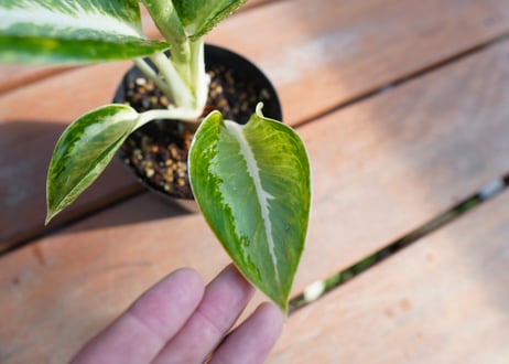 アグラオネマ　カンクン　Aglaonema “Kankun”