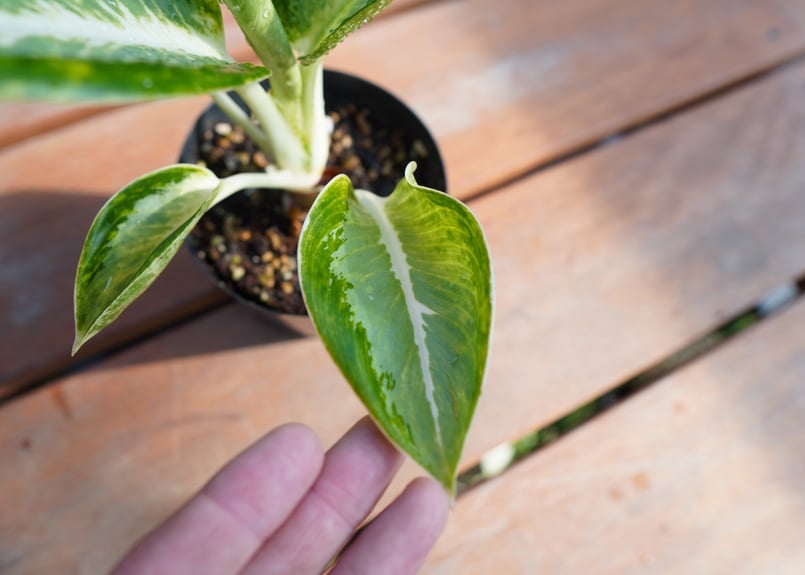 アグラオネマ カンクン Aglaonema “Kankun” | mana's farm:塊根