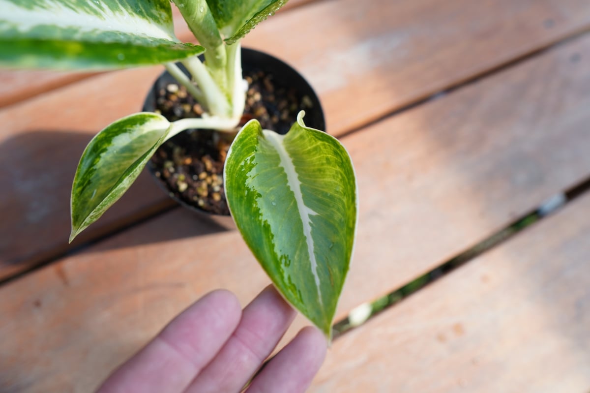 エクセル 　Aglaonema Khum Koonなど アグラオネマ カンクン 'ブラック' 「Aglaonema Kankun 'Black'」12