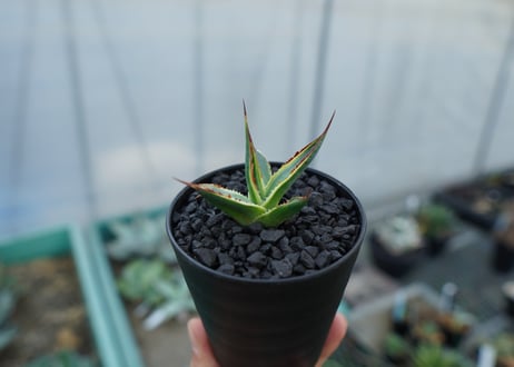 アガベ　サングロー　Agave  Sun Glow