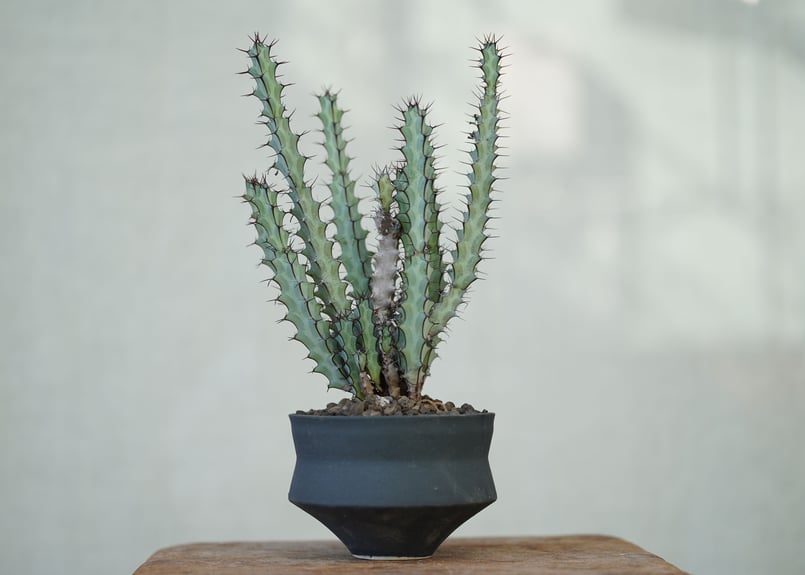 植樹マン「いのちの森の使者」 風立ての高地 (Windbrisk Heights) · Tales of Middle-earth