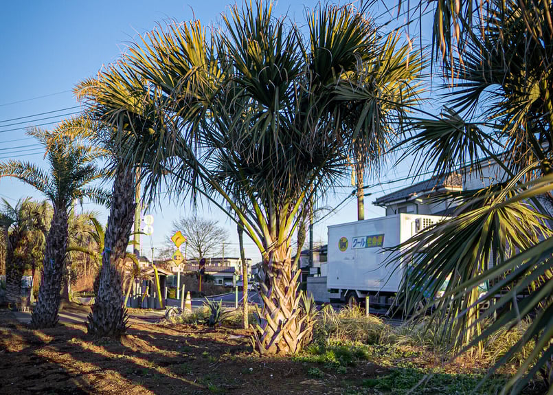 バミューダサバルヤシ　3株 バミューダサバルヤシ 3株 バミューダサバルヤシ 3株 sabal2.jpg