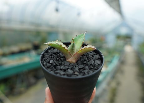 アガベ　チタノタ　萬代厳竜　Agave lophantha×titanota　No.1