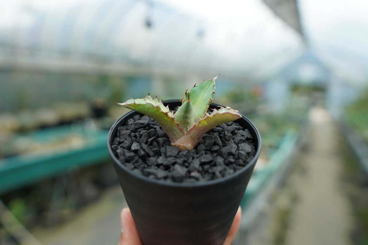 アガベ チタノタ 萬代厳竜 Agave lophantha×titanota No.1 | m