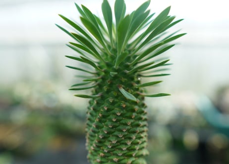 ユーフォルビア　ソテツキリン "パイナップルコーン"　Euphorbia sotetsukirin  No.1