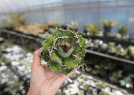 agave titanota  迦梨女神　'Goddess Kali'