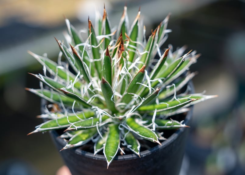 アガベ フィリフェラ シディゲラ agave filifera ssp. schidigera...