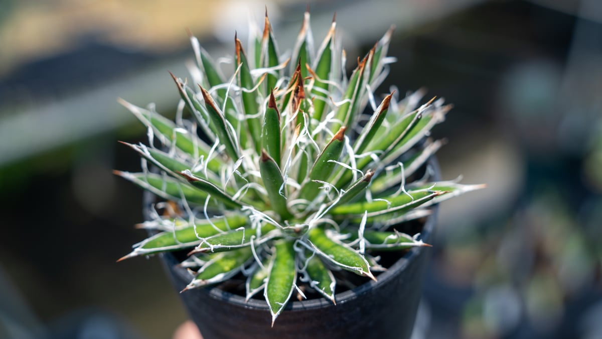 アガベ フィリフェラ シディゲラ agave filifera ssp. schidigera