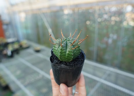 ユーフォルビア　スーパーバリダ　Euphorbia super valida  No.2