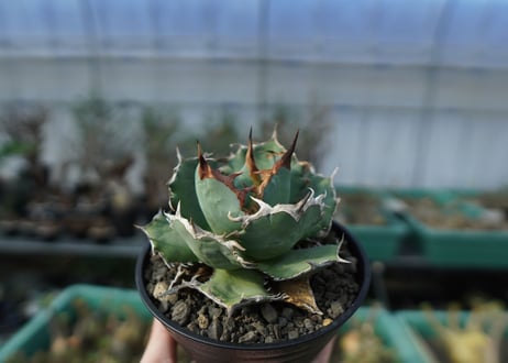アガベ チタノタ R agave titanota R A8