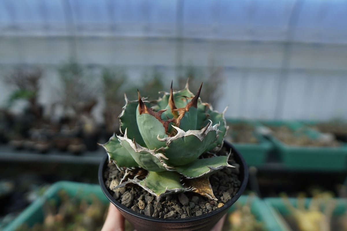 アガベ チタノタ R agave titanota R A8 | mana's farm:塊根