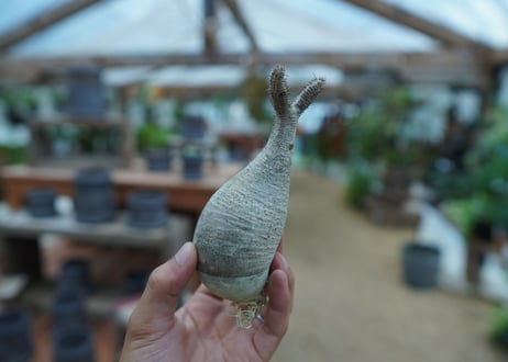 【抜き苗】パキポディウム　グラキリス　 Pachypodium Gracilius  No.9