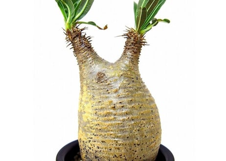 Pachypodium Gracilius パキポディウム  グラキリス  №7 little