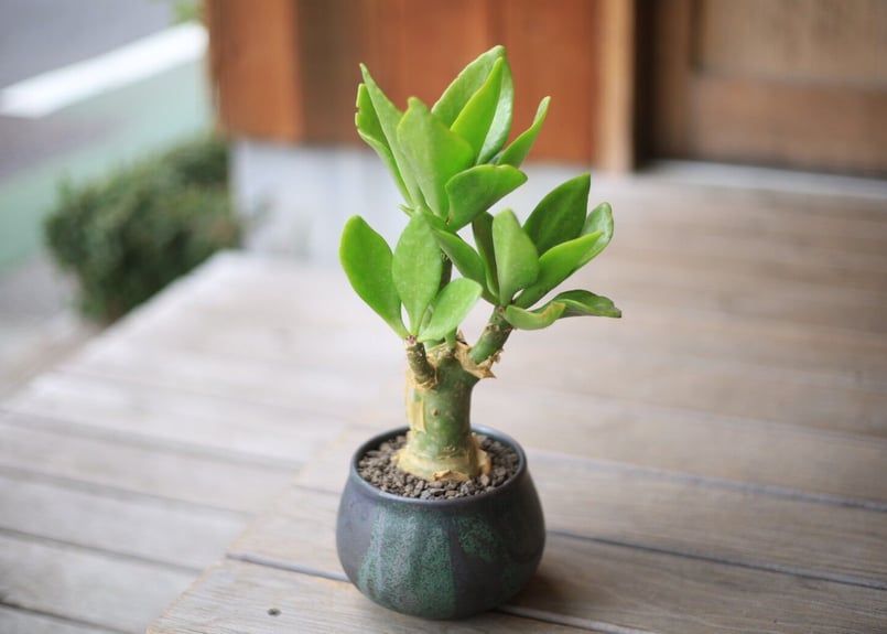 チレコドン パニクラータス Tylecodon paniculatus | mana's fa チレコドン パニクラータス Tylecodon paniculatus | mana's fa