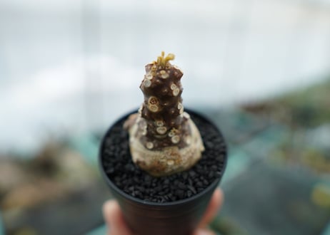 ドルステニア フォエチダ Dorstenia foetida　No.1