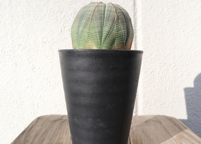 ユーフォルビア オベサ | mana's farm:塊根植物・アガベ・ドライ