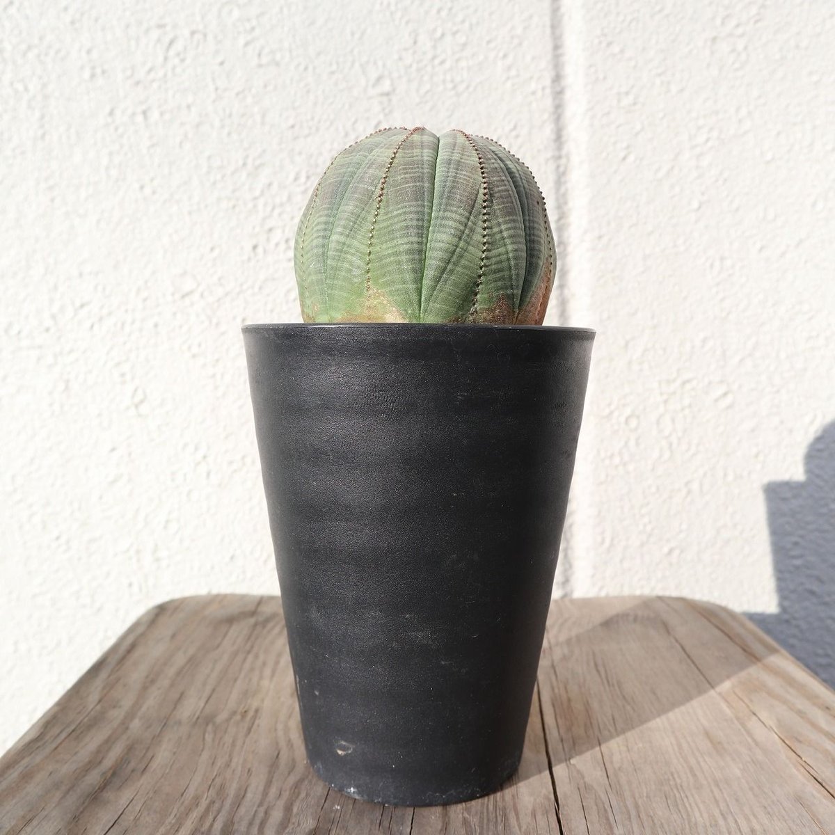 ユーフォルビア オベサ | mana's farm:塊根植物・アガベ・ドライ