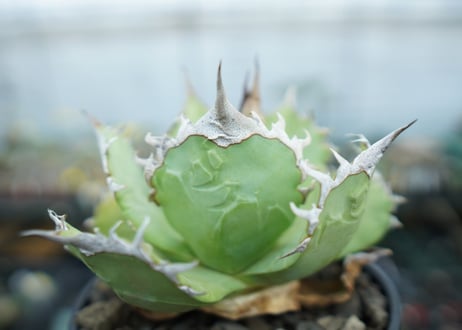 アガベ　チタノタ　聖火　Agave titanota Torch