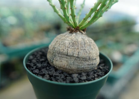 ユーフォルビア デシドゥア　Euphorbia decidua