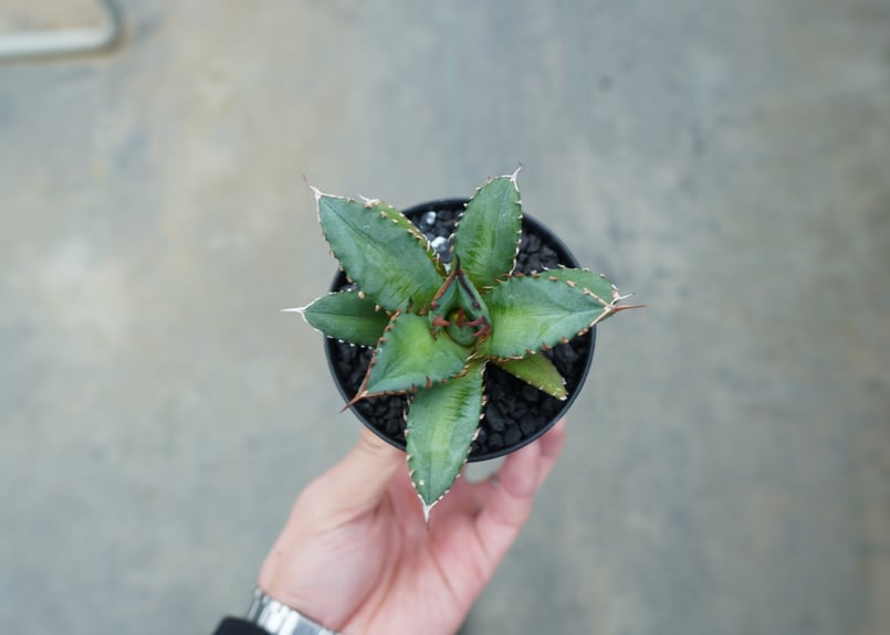 アガベ チタノタ FO-76 agave titanota FO-76 | mana's f