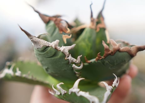 agave titanota  ソーラーエクリプス