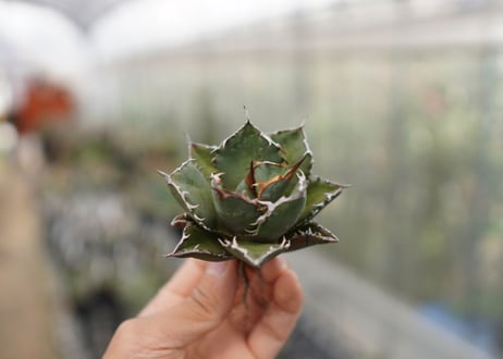 Agave titanota FO-76 C NO.1   (G)