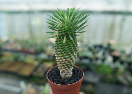 ユーフォルビア　ソテツキリン "パイナップルコーン"　Euphorbia sotetsukirin  No.8