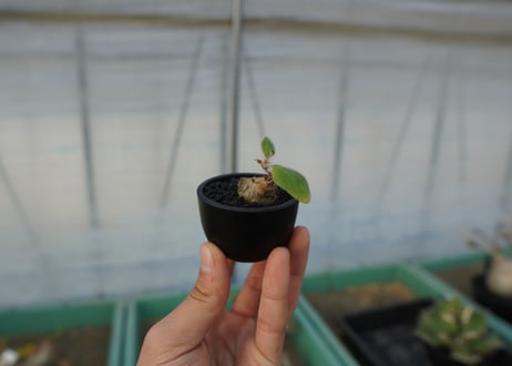 シンニンギア 上海の女王　Sinningia tubiflora
