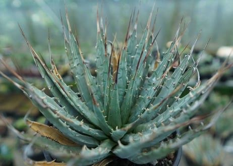 アガベ　ユタエンシス　Agave uthaensis　No.7