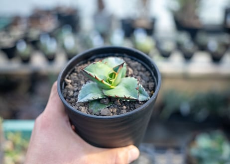 アガベ　チタノタ　ブルー　agave titanota Blue 　NO.4