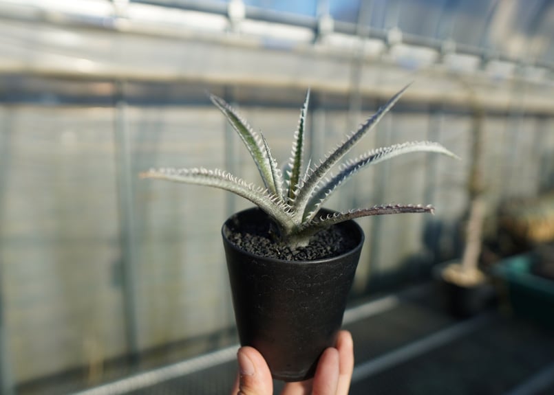 ディッキア ジョーズ Dyckia Jaws | mana's farm:塊根植物・アガベ・ド