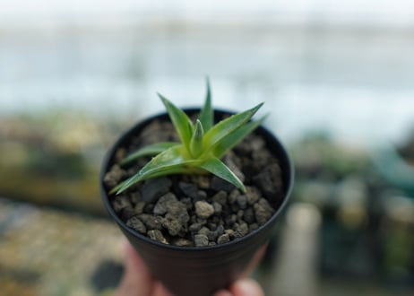 ディッキア　ムーングロー　Dyckia brevifolia  Moon Glow　No.1