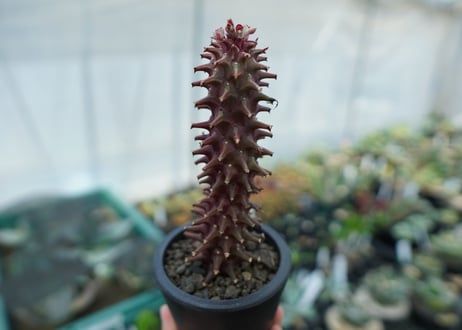 ユーフォルビア　モナデニウム　シューベイ　Euphorbia monadenium schubei