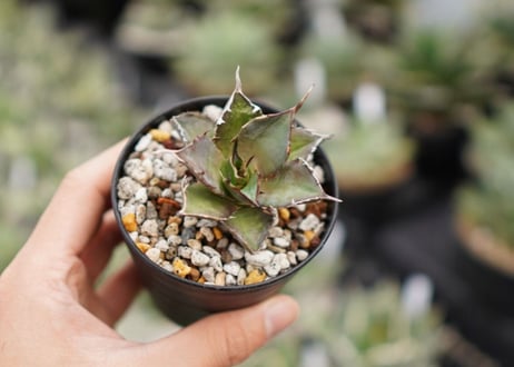 Agave titanota hades No.1