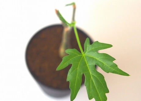 シッサス ツベローサ　Cissus tuberosa