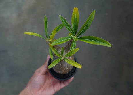パキポディウム　グラキリス　 Pachypodium Gracilius  No.3