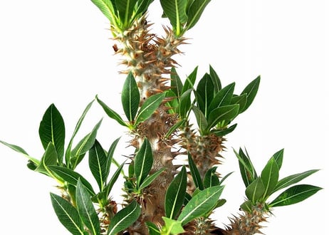 Pachypodium rosulatum   パキポディウム　ロスラーツム№3