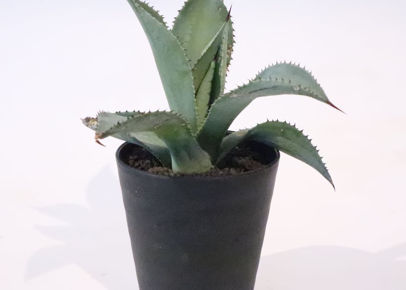 アガベ ドラゴントゥース | mana's farm:塊根植物・アガベ・ドライ