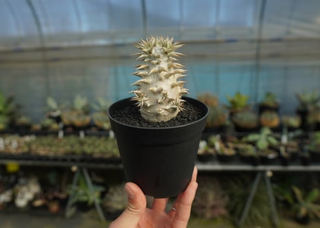 パキポディウム　恵比寿大黒　Pachypodium Densicaule