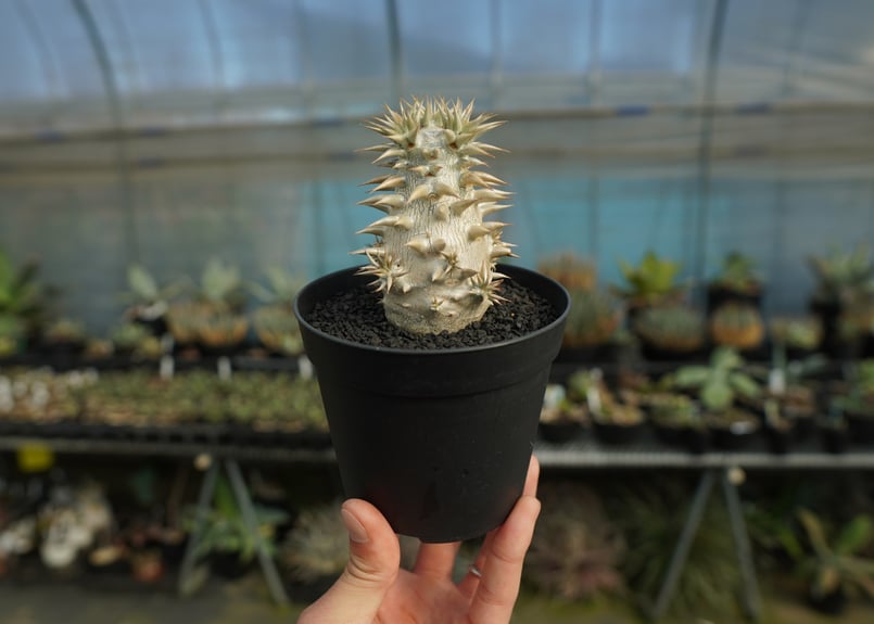 パキポディウム 恵比寿大黒 Pachypodium Densicaule | mana's f