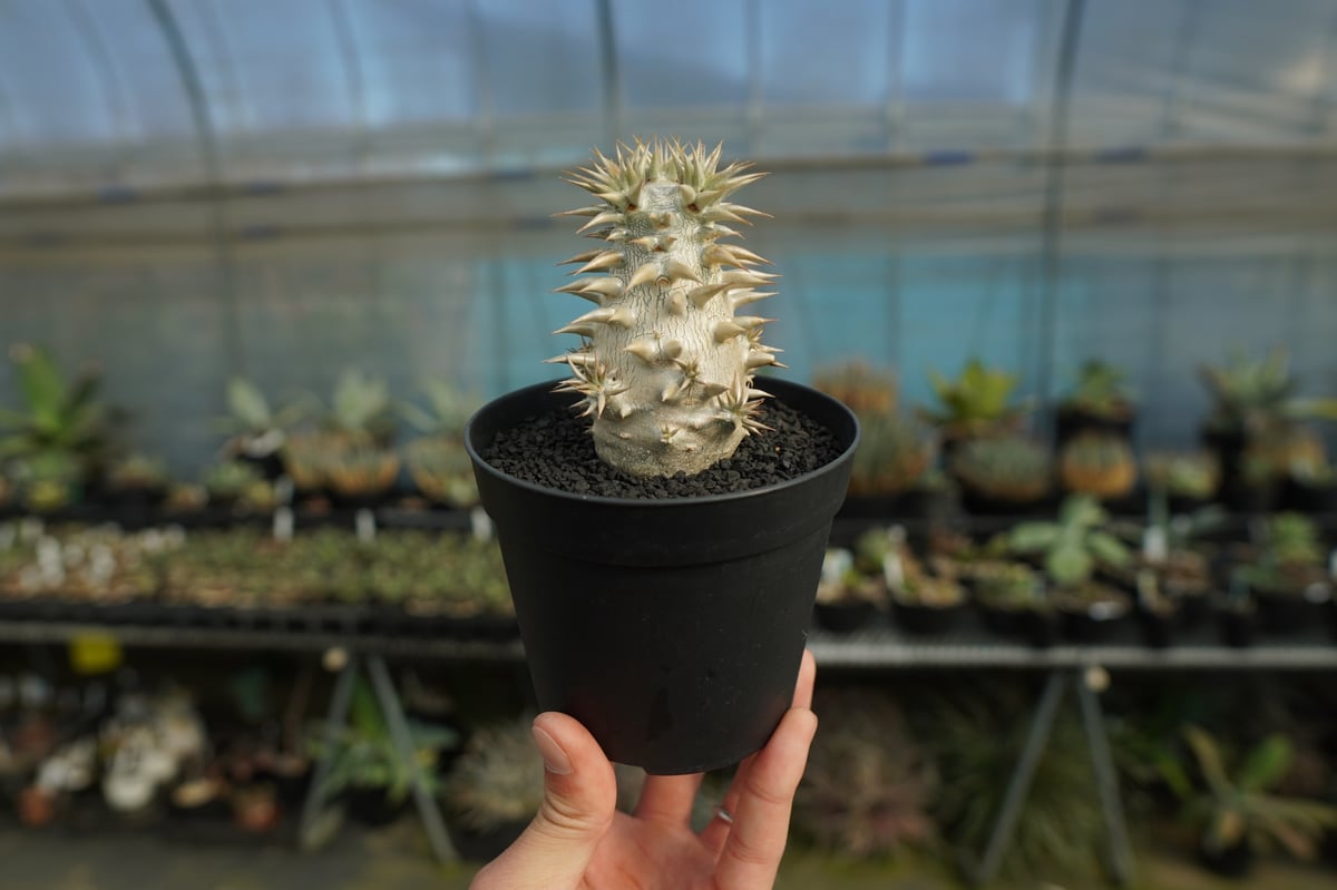パキポディウム 恵比寿大黒 Pachypodium Densicaule | mana's f