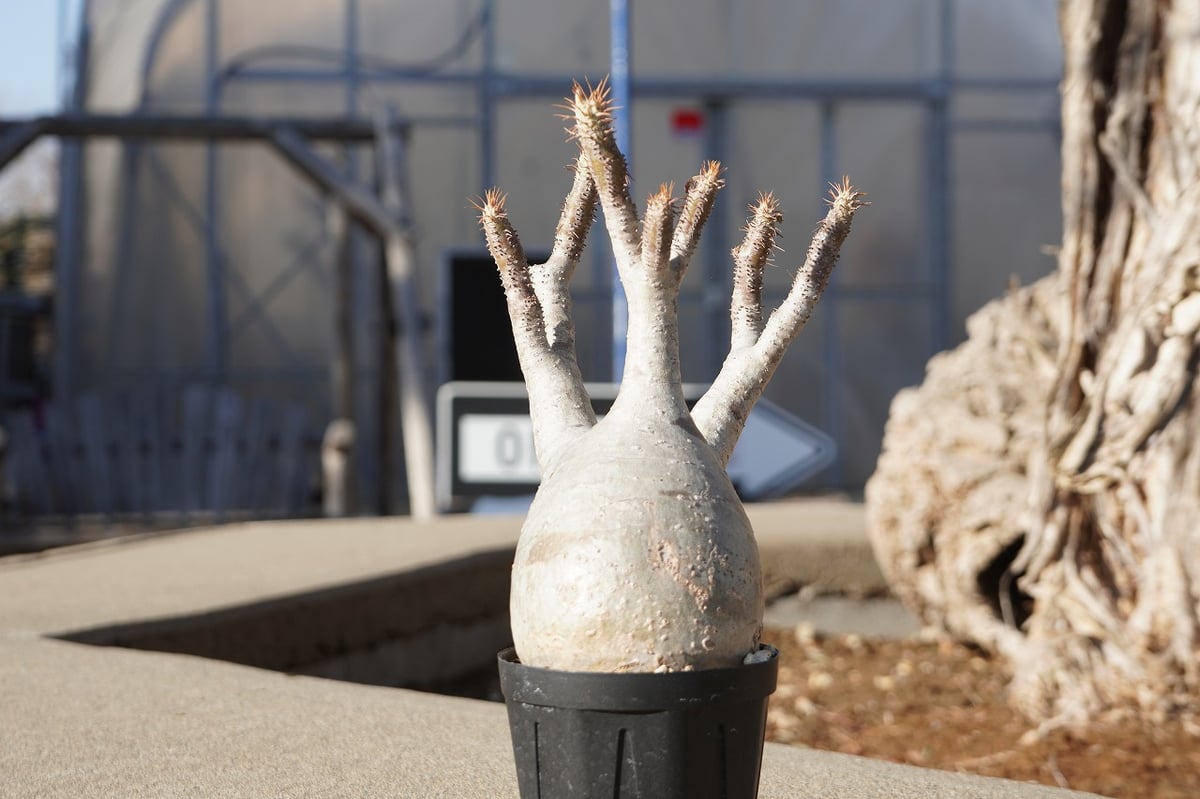 パキポディウム グラキリス No.2 | mana's farm:塊根植物・アガベ