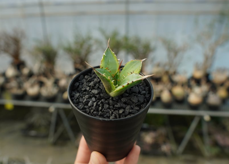 アガベ モンタナ白覆輪 鉢のまま発送 アガベ モンタナ白覆輪 鉢のまま