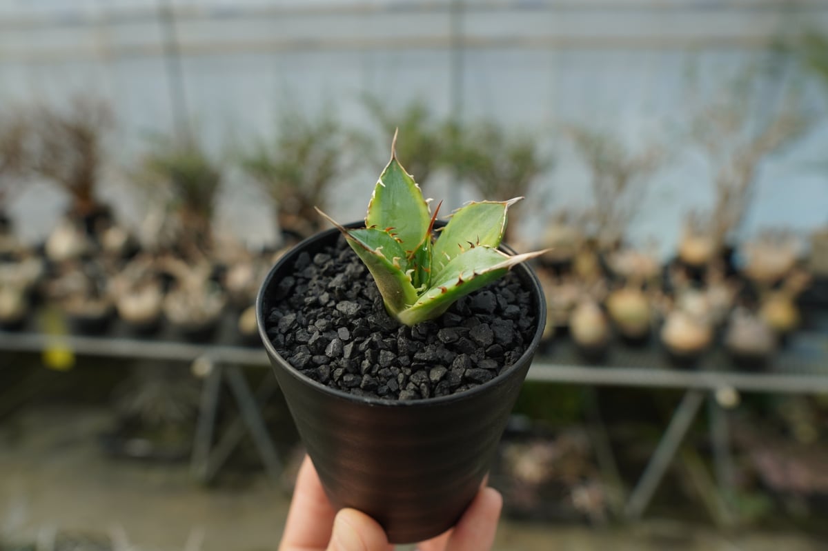 アガベ チタノタ 黄覆輪 Agave titanota variegata | mana's