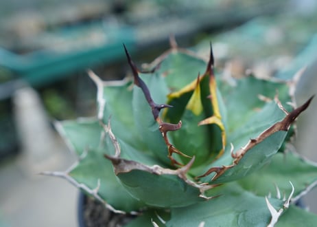 アガベ　チタノタ　FO-76　agave titanota  FO-76
