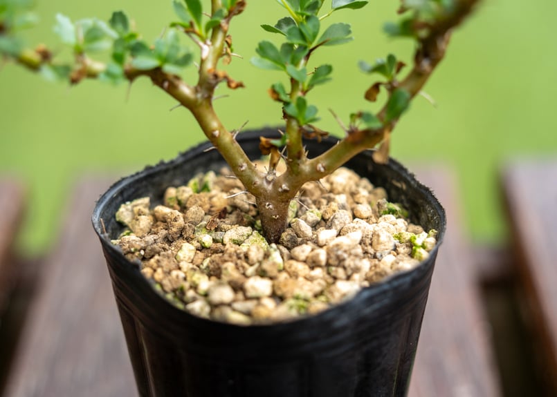 (最終価格)サルコカウロン バンデリエティアエ サルコカウロン バンデリエティアエ Sarcocaulon vanderietiae