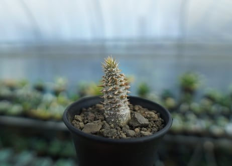 パキポディウム　伊藤ハイブリッド　Pachypodium 'Itoh Hybrid'  No.1