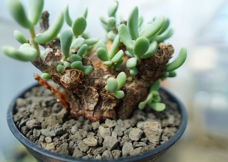 ケラリア　ピグマエア　Ceraria pygmaea 　No.5